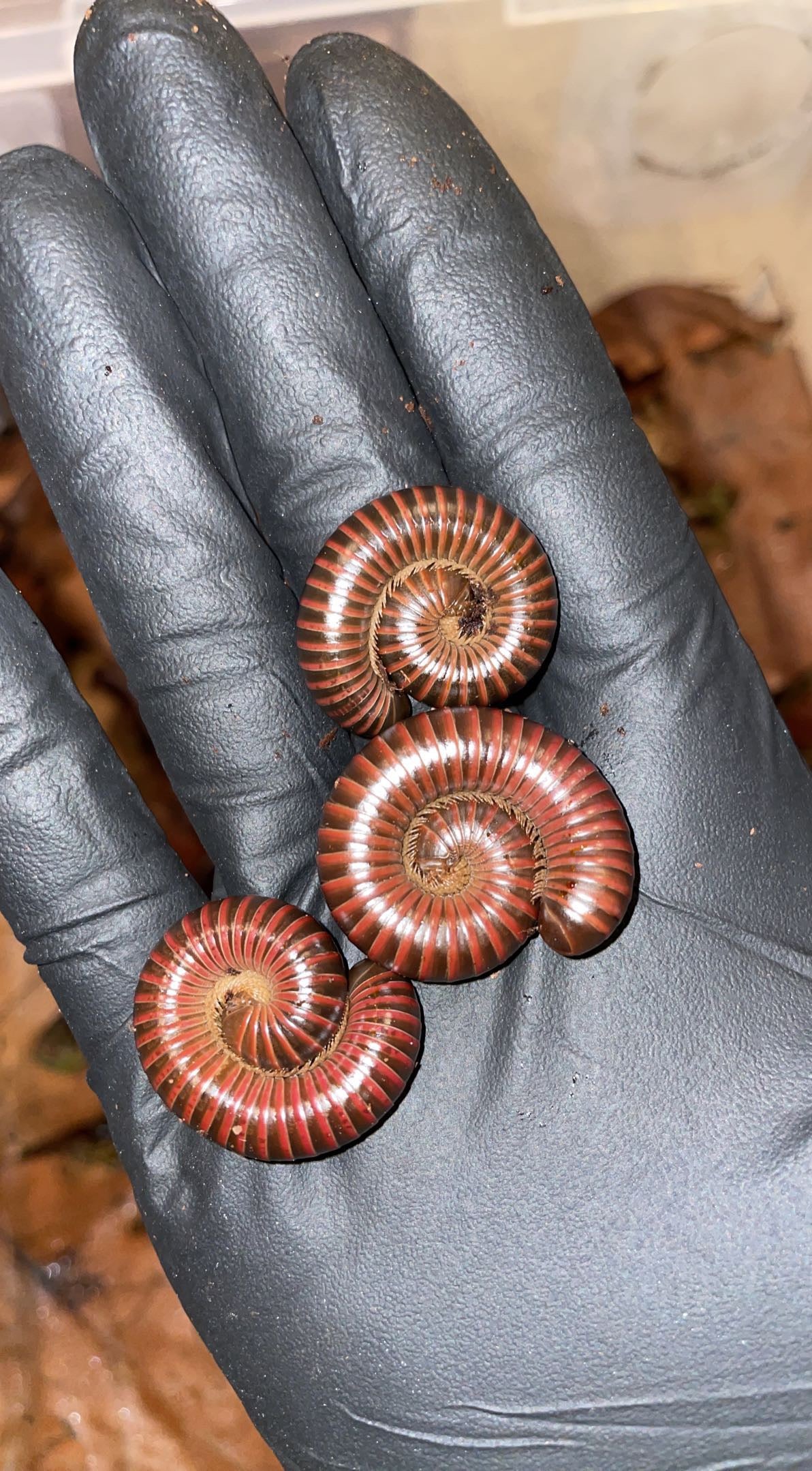 Western Red Millipede (Tylobolus claremontus)