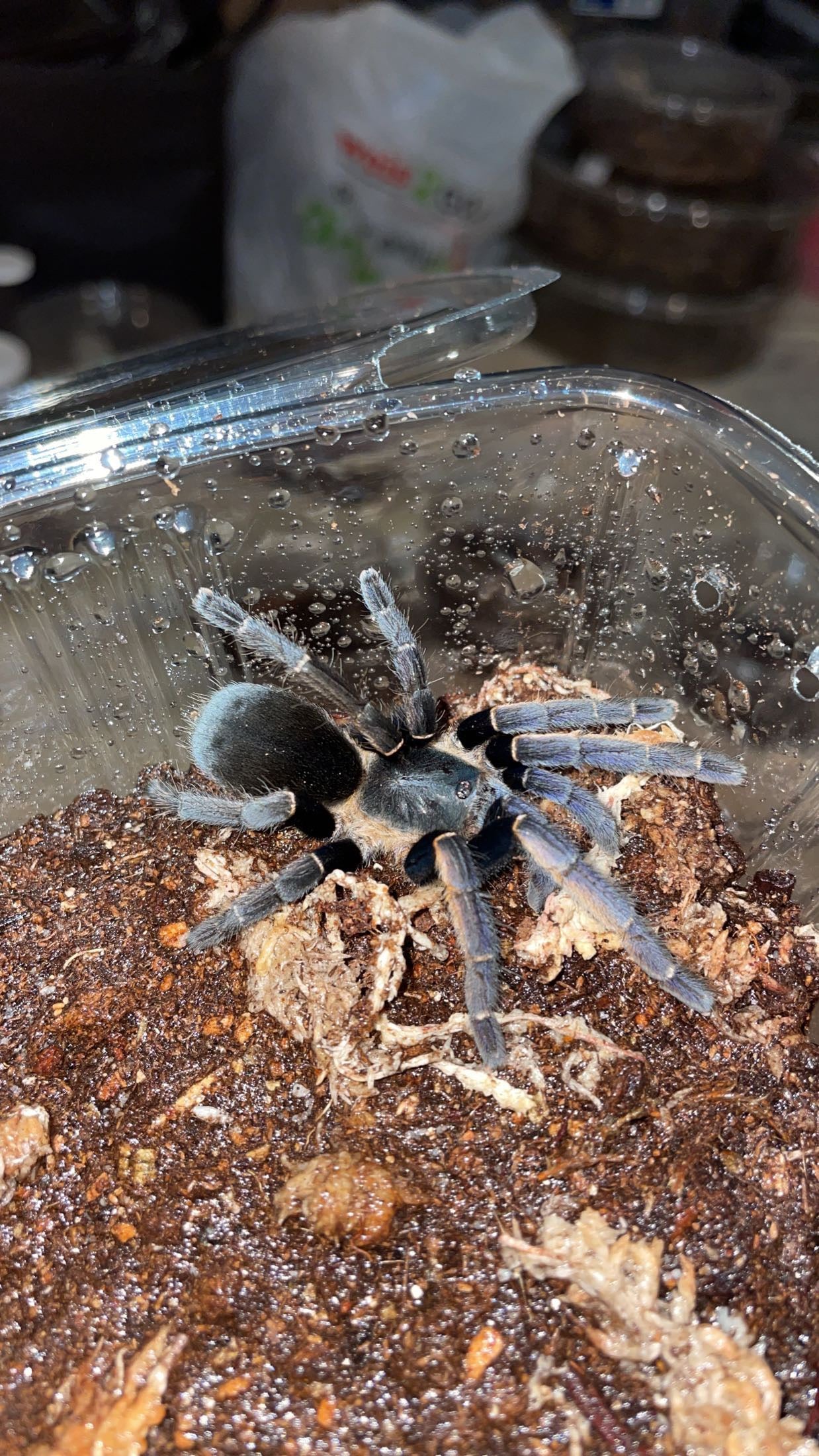 Ranong "Big Blue" Tarantula (Ornithoctonus sp. Ranong)