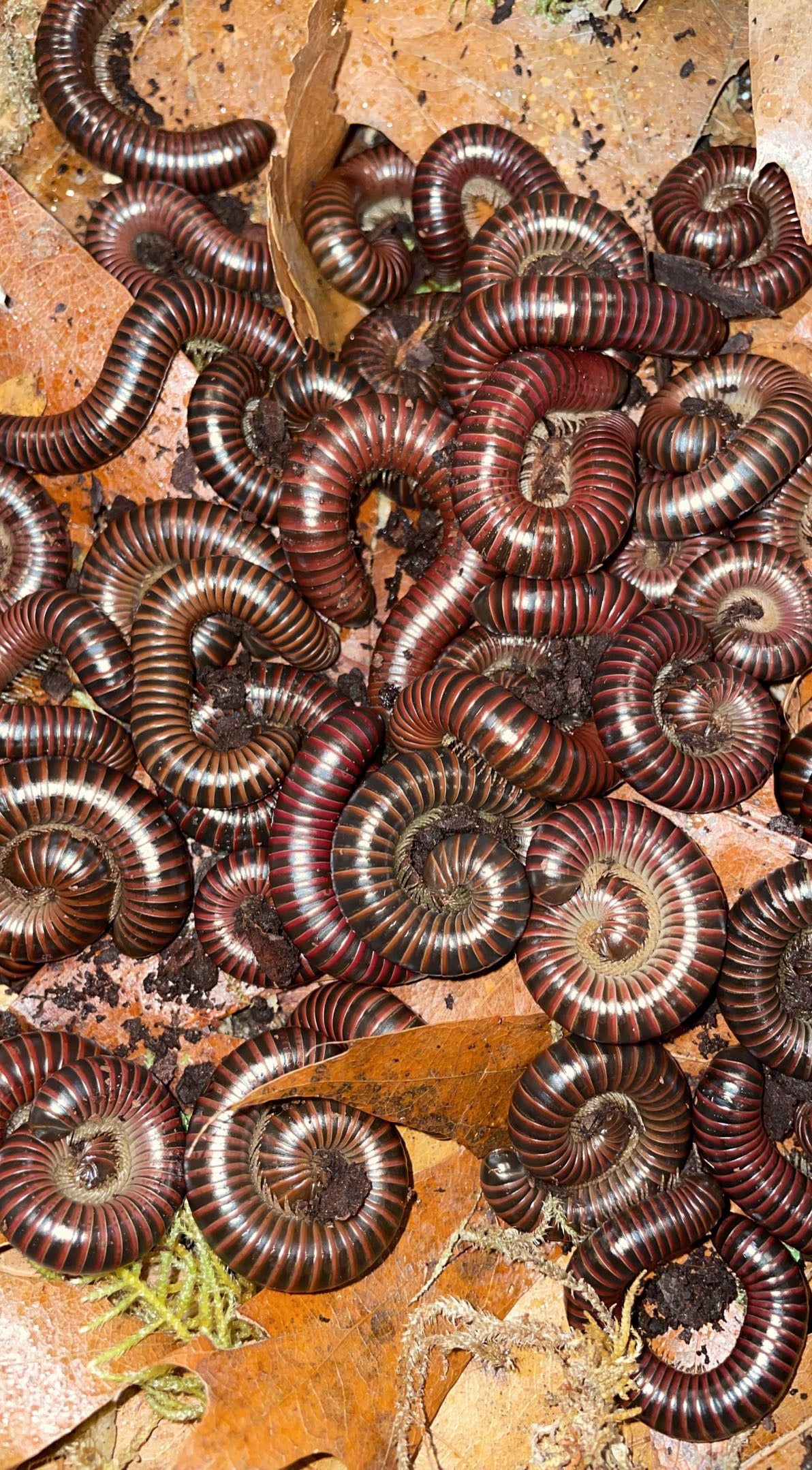 Western Red Millipede (Tylobolus claremontus)