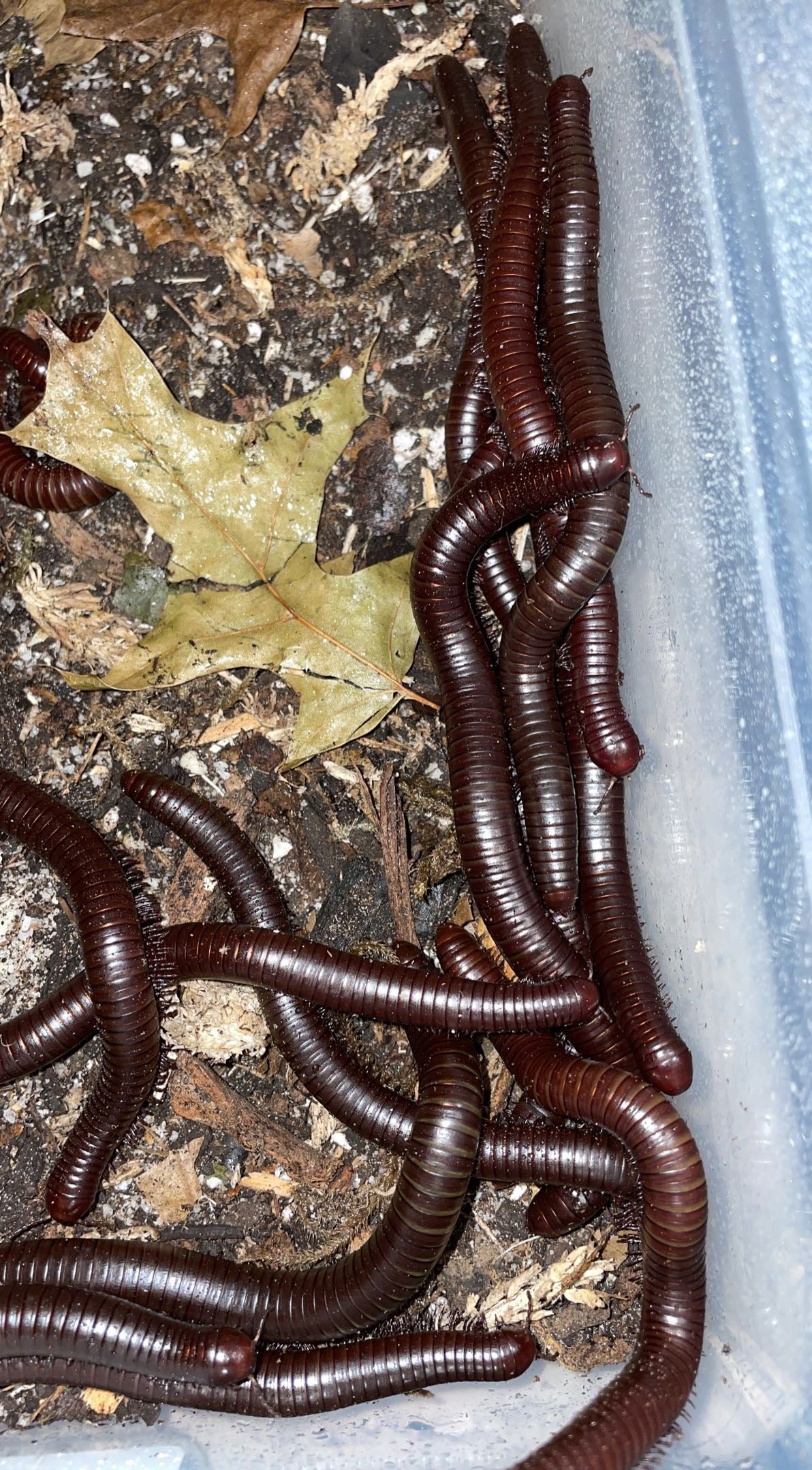 Sonoran Desert Millipede (Orthoporus ornatus)