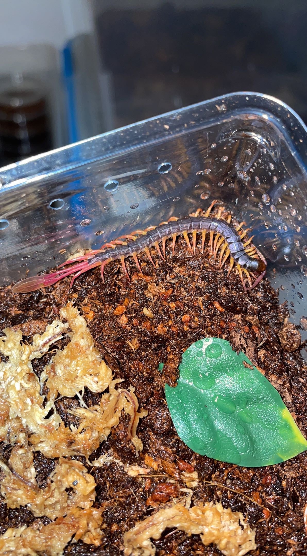 Feather-tail Centipede (Alipes grandidieri)